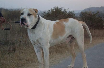Top 10 leggonoszabb kutyafajták a világon, vivareit