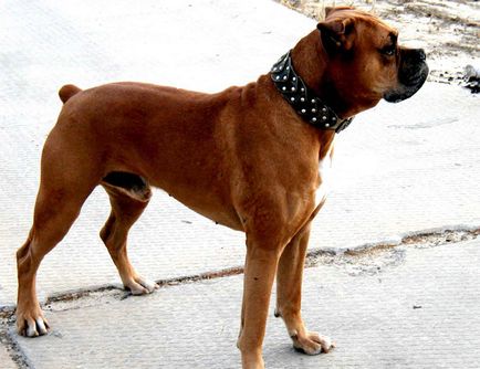 Top 10 leggonoszabb kutyafajták a világon, vivareit
