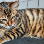 Toyger vagy Tiger Cat fajta leírás, képek, árak kölyök, video