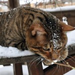 Toyger vagy Tiger Cat fajta leírás, képek, árak kölyök, video