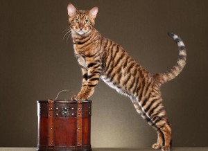 Toyger vagy Tiger Cat fajta leírás, képek, árak kölyök, video