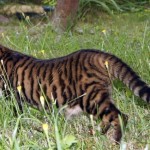 Toyger vagy Tiger Cat fajta leírás, képek, árak kölyök, video