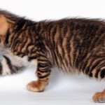 Toyger vagy Tiger Cat fajta leírás, képek, árak kölyök, video