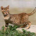 Toyger vagy Tiger Cat fajta leírás, képek, árak kölyök, video