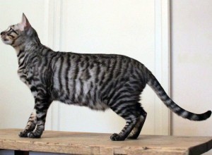 Toyger vagy Tiger Cat fajta leírás, képek, árak kölyök, video