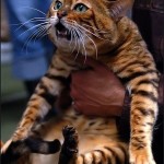 Toyger vagy Tiger Cat fajta leírás, képek, árak kölyök, video