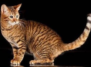 Toyger vagy Tiger Cat fajta leírás, képek, árak kölyök, video