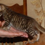 Toyger vagy Tiger Cat fajta leírás, képek, árak kölyök, video