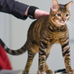 Toyger vagy Tiger Cat fajta leírás, képek, árak kölyök, video