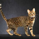 Toyger vagy Tiger Cat fajta leírás, képek, árak kölyök, video