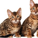 Toyger vagy Tiger Cat fajta leírás, képek, árak kölyök, video