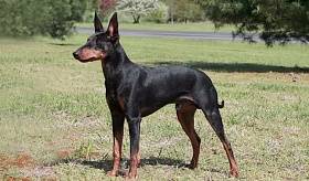 Toy Terrier - a leírás és fotó fajta, kölyök kiválasztása és az árak, az élelmiszer-ellátás és a (kölyök) Toy Terrier - a leírás és fotó fajta, kölyök kiválasztása és az árak, az élelmiszer-ellátás és