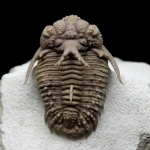Trilobiták - Fossil ízeltlábúak paleozoikum kor