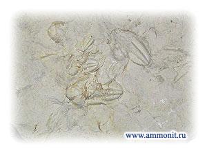 Trilobiták - Fossil ízeltlábúak paleozoikum kor