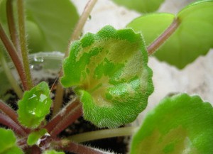 Tripszek szobanövények jellemzői és típusai, hogyan kell harcolni, fotó triopsov