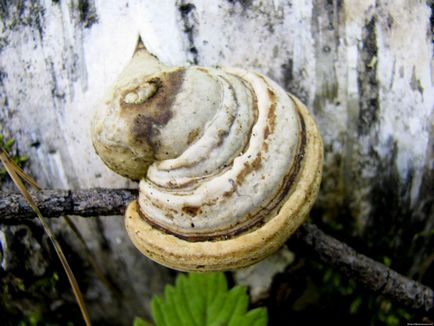 Polypore jelen leírás, fotók, gyógyító tulajdonságokkal