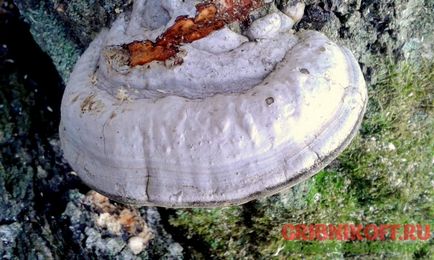 Polypore jelen leírás, fotók, gyógyászati tulajdonságokkal (leírás) Polypore jelen leírás, fotók, gyógyító tulajdonságokkal