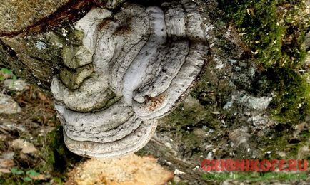 Polypore jelen leírás, fotók, gyógyászati tulajdonságokkal (leírás) Polypore jelen leírás, fotók, gyógyító tulajdonságokkal