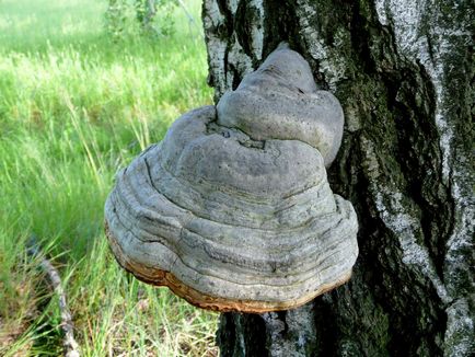 Polypore jelen leírás, fotók, gyógyító tulajdonságokkal