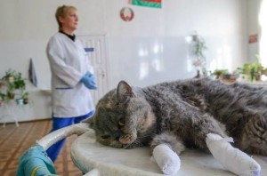 Declawing macskák, és ellen opiratsii következmények igazi házigazdák és az ár