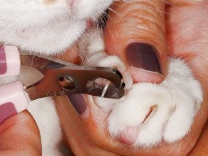 Declawing macskák, és ellen opiratsii következmények igazi házigazdák és az ár