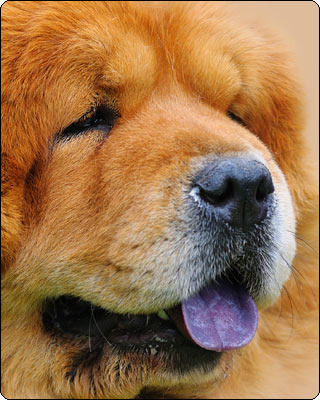 Melyik kutya lila nyelv
