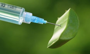 Injekciókat aloe nőgyógyászati ​​javallatok, ellenjavallatok, és az alkalmazás jellemzői