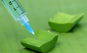 Injekciókat aloe nőgyógyászati ​​javallatok, ellenjavallatok, és az alkalmazás jellemzői