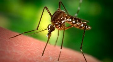 Szúnyogcsípés - mint az elterjedt, hogy nem viszket