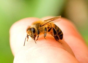 Méh csípés, hogy mit lehet csinálni otthon, és hogyan kell adni elsősegély