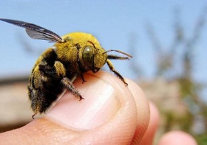 Méh csípés, hogy mit lehet csinálni otthon, és hogyan kell adni elsősegély (Bee) Méh csípés, hogy mit lehet csinálni otthon, és hogyan kell adni elsősegély