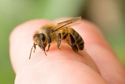 Méh csípése - mit tegyünk elsősegély, hogyan kell eltávolítani a daganatot, allergia, fotók, videók