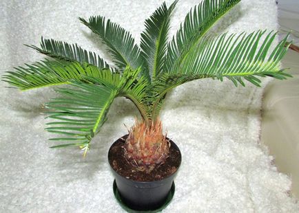 Ápolási palm szoba otthon