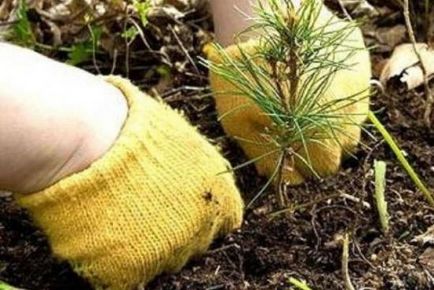 Örökzöld fenyők, hogyan kell helyesen ültetni luc területén