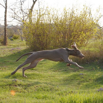 Weimaraner dog fotó és videó szabvány a fajta, weimari vadászat, hosszú hajú és kék