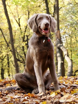 Weimaraner dog fotó és videó szabvány a fajta, weimari vadászat, hosszú hajú és kék