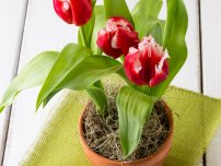 Arra kényszerítve tulipán az otthoni (master osztály), virágok a házban (villa)
