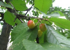 Növekvő cseresznye fajták, ültetés, gondozás és metszési