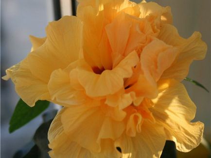 Növekvő hibiszkusz a hazai típusok, telepítése és gondozása rózsa fotó