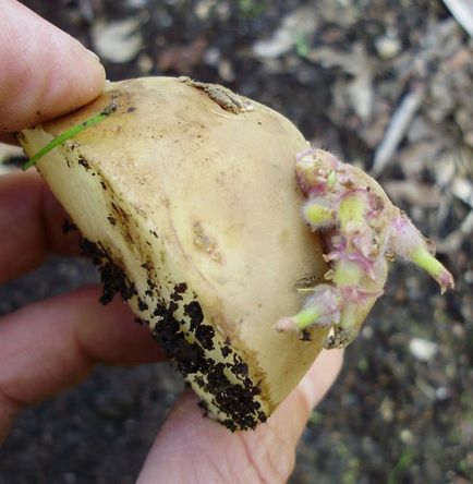 Növekvő burgonyát szalma - 3 legjobb módszer!