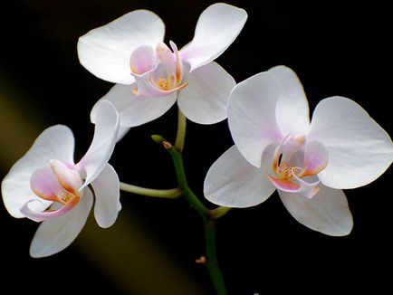 Növekvő orchideák otthon - nehézségek; titkait gondozásában egy orchidea ház, transzplantáció