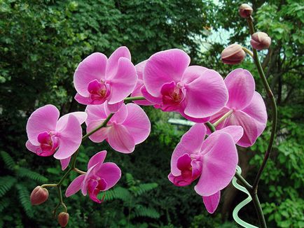 Növekvő orchideák otthon - nehézségek; titkait gondozásában egy orchidea ház, transzplantáció