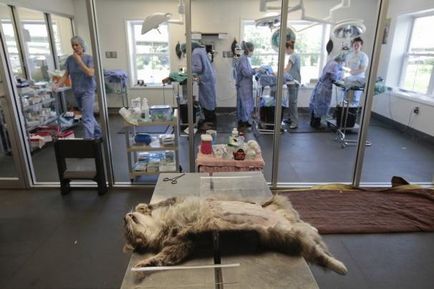 Milyen korban lehet sterilizálni macskák és hogy kell csinálni