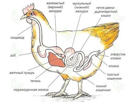 A belső szervek csirkék
