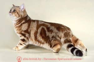 Mind a brit fajta macskák tenyészteni leírás, jellemzők, funkciók, jelek, megkülönböztető
