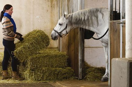 Minden etetés lovak eszik takarmány áttekintést, alapjait és diétás ételek