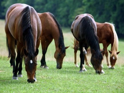Minden etetés lovak eszik takarmány áttekintést, alapjait és diétás ételek