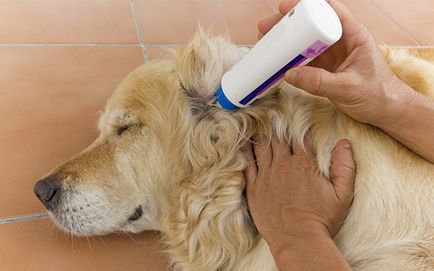 Minden arról, hogyan kell tisztítani a fülét egy kutya otthon, és mit jelent, hogy használni