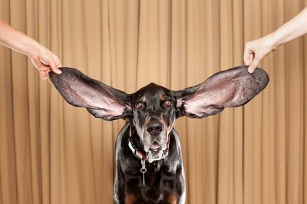 Minden arról, hogyan kell tisztítani a fülét egy kutya otthon, és mit jelent, hogy használni