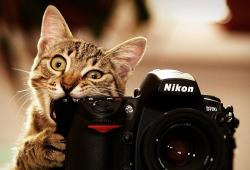 Országos Szövetsége fotópályázatot „macskák uralják a világot” verseny